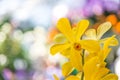 Beautiful orchid yellow in garden