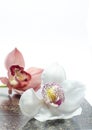 The beautiful orchidea with background Royalty Free Stock Photo