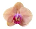 Beautiful orchidea flower macro Royalty Free Stock Photo