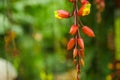 Beautiful orchidea inside of a greenhouse located in a garden in Mindo, Ecuador Royalty Free Stock Photo