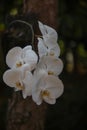 A beautiful Orchids