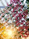 Beautiful orchids background. Flower blooming decoration.