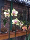 Beautiful Orchids In The Backyard