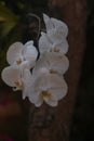 A beautiful Orchids