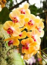 Beautiful orchids in bloom Royalty Free Stock Photo