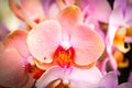 Beautiful orchids in bloom Royalty Free Stock Photo