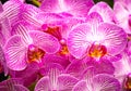 Beautiful orchids in bloom Royalty Free Stock Photo