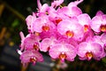 Beautiful orchids in bloom Royalty Free Stock Photo