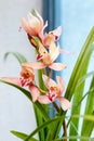 Beautiful orchids bloom in the spring