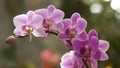 Beautiful orchids Royalty Free Stock Photo