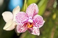 Beautiful orchids Royalty Free Stock Photo