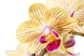 Beautiful orchids of different colors. Phalaenopsis hybrids. Royalty Free Stock Photo