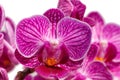 Beautiful orchids of different colors. Phalaenopsis hybrids. Royalty Free Stock Photo