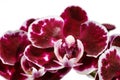 Beautiful orchids of different colors. Phalaenopsis hybrids. Royalty Free Stock Photo