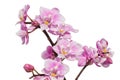 Beautiful orchids of different colors. Phalaenopsis hybrids. Royalty Free Stock Photo