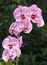 Beautiful orchids of different colors. Phalaenopsis hybrids. Royalty Free Stock Photo