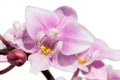 Beautiful orchids of different colors. Phalaenopsis hybrids. Royalty Free Stock Photo