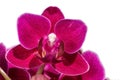 Beautiful orchids of different colors. Phalaenopsis hybrids. Royalty Free Stock Photo