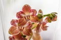 Beautiful orchids of different colors. Phalaenopsis hybrids. Royalty Free Stock Photo