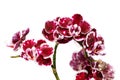 Beautiful orchids of different colors. Phalaenopsis hybrids. Royalty Free Stock Photo