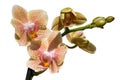 Beautiful orchids of different colors. Phalaenopsis hybrids. Royalty Free Stock Photo