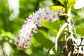 Beautiful orchids flower in garden