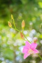 Beautiful orchids flower in nature tropical garden. Close up pink white purple orchids in the orchids farm. Bright colored wild Royalty Free Stock Photo