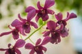 Beautiful orchids flower in nature tropical garden. Close up pink white purple orchids in the orchids farm. Bright colored wild Royalty Free Stock Photo