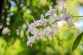 Beautiful orchids flower in nature tropical garden. Close up pink white purple orchids in the orchids farm. Bright colored wild Royalty Free Stock Photo