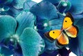 Beautiful orchids flower and orange butterfly close up. blue orchid flowers and butterfly Royalty Free Stock Photo