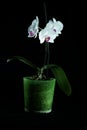 Beautiful orchids are highlighted on a dark background, flowers bloomed, orchids bloomed, Orchidaceae, green, black, pink, purple,