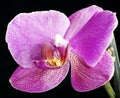 Beautiful orchids are highlighted on a dark background, flowers bloomed, orchids bloomed, Orchidaceae, green, black, pink, purple,