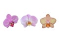 Beautiful orchids isolated Royalty Free Stock Photo