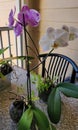 Beautiful orchids from my home