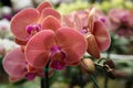 Beautiful orchids Royalty Free Stock Photo