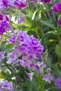 Beautiful orchids at the natural flower garden Royalty Free Stock Photo