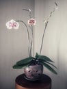 orchids flowers planted in clay pots are displayed in the living room Royalty Free Stock Photo