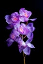 Beautiful orchids purple on black color background Royalty Free Stock Photo