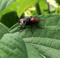 Beautiful ordinary home fly with wings is sitting on a green lea Royalty Free Stock Photo