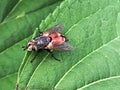 Beautiful ordinary home fly with wings is sitting on a green lea Royalty Free Stock Photo