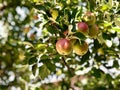 Beautiful Organic Apples