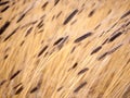 Beautiful organic Einkorn wheat background. Yellow and brown hue