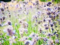 Beautiful organic lavender background on green and violet hue.