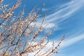 Beautiful organic natural blooming apricot tree branches against blue clear sky background on bright sunny day. Spring blossoming Royalty Free Stock Photo
