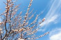 Beautiful organic natural blooming apricot tree branches against blue clear sky background on bright sunny day. Spring Royalty Free Stock Photo