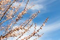 Beautiful organic natural blooming apricot tree branches against blue clear sky background on bright sunny day. Spring blossoming Royalty Free Stock Photo