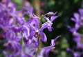 Beautiful organic purple orchid flowers blooming in blurred background in the nature garden .Orchids close up selected focus Royalty Free Stock Photo