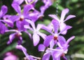 Beautiful organic purple orchid flowers blooming in blurred background in the nature garden .Orchids close up selected focus Royalty Free Stock Photo