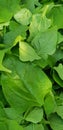 Beautiful organic spinach, green wet fresh leafs, close up Royalty Free Stock Photo