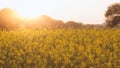 Beautiful Organic Yellow Mustard Flowers in field,